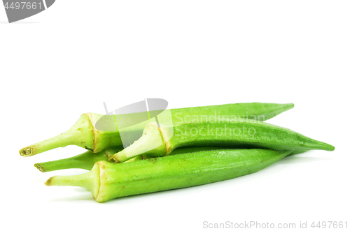 Image of Green okra isolated