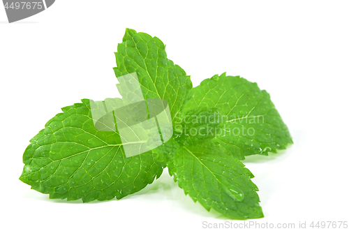 Image of Fresh peppermint leaves