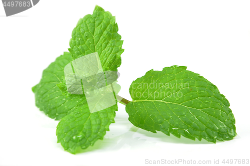 Image of Fresh peppermint leaves