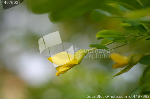 Image of Little-leaved pea shrub