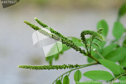 Image of False indigo-bush