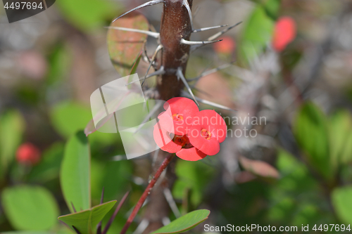 Image of Christs thorn