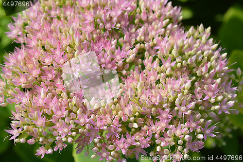 Image of Showy stonecrop