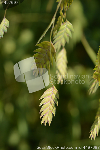 Image of Northern Sea Oats