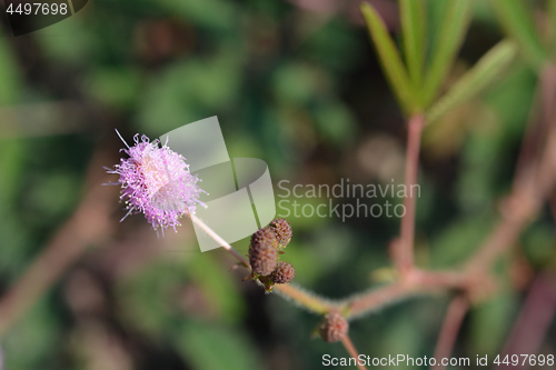 Image of Sensitive plant