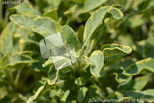 Image of Common sage Icterina