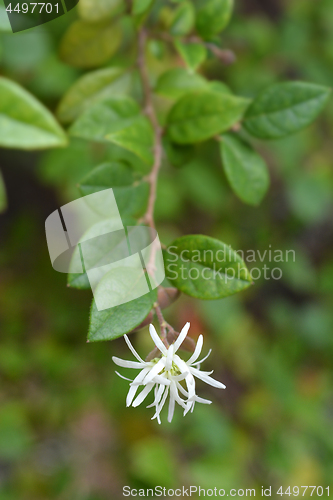 Image of Chinese fringe flower