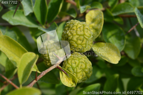 Image of Mandarin melon berry