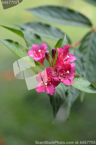 Image of Bristol Ruby Weigela