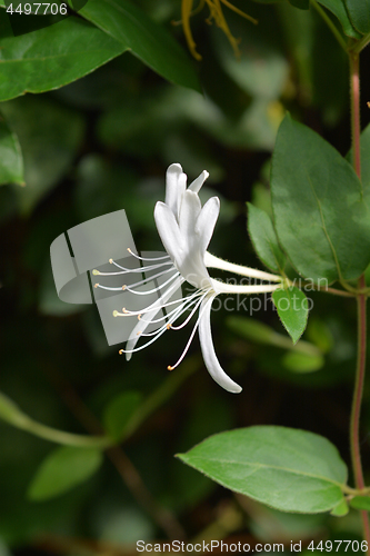 Image of Japanese honeysuckle
