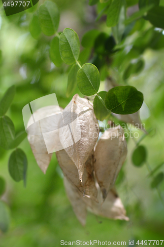 Image of Common bladder senna