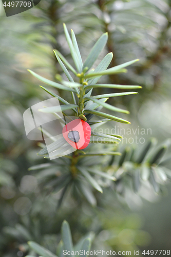 Image of English yew