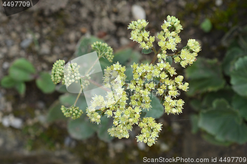 Image of Tallest stonecrop