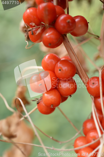 Image of Black bryony