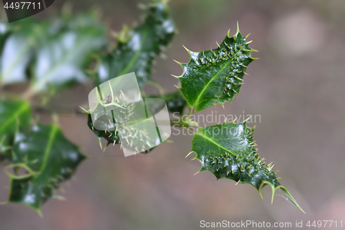 Image of Hedgehog holly