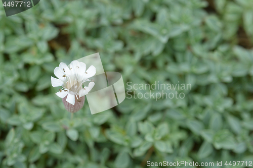 Image of Sea campion flower