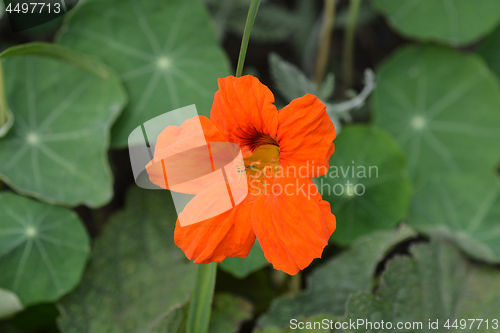 Image of Garden nasturtium