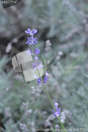 Image of English lavender
