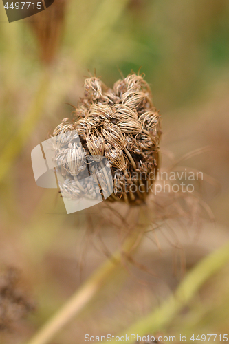 Image of Toothpick bullwort Blutenball
