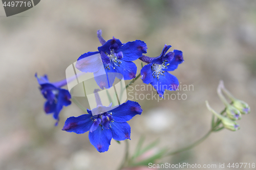 Image of Chinese blue flower