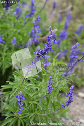 Image of Mealy Cup Sage