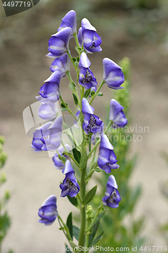 Image of Variegated monkshood