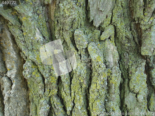 Image of Old Tree Bark