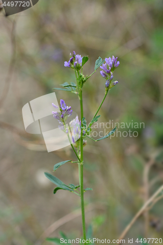 Image of Alfalfa