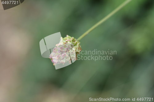 Image of Small burnet