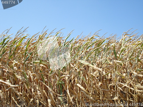 Image of Corn Field