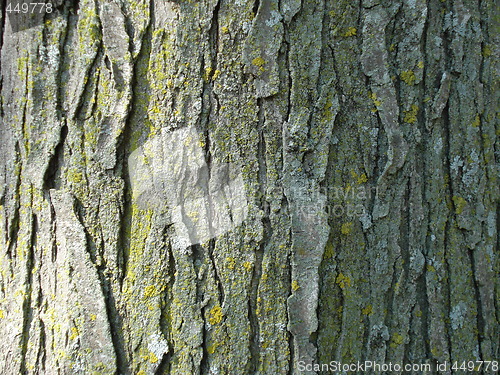 Image of Tree Bark