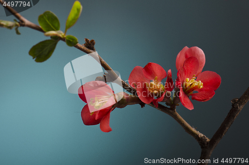 Image of Pink Flower