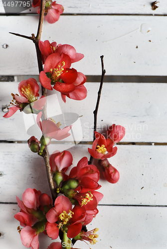 Image of Spring Blossom