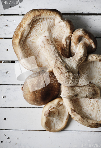 Image of Shitake