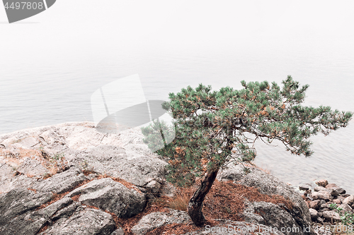 Image of Pine tree on a rocky lakeshore