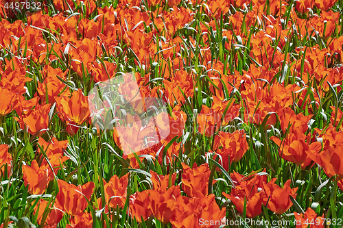 Image of Red Tulips among Grass