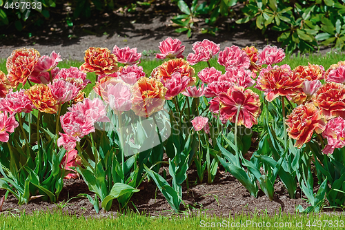 Image of Flowerbed of Fringed Tulips