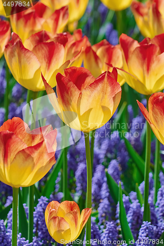 Image of Red and Yellow Tulips