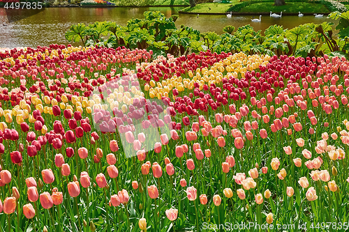 Image of Flower Bed of Tulips