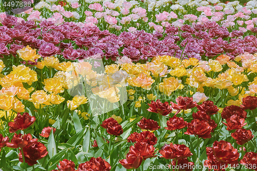 Image of Tulips Flower Bed 