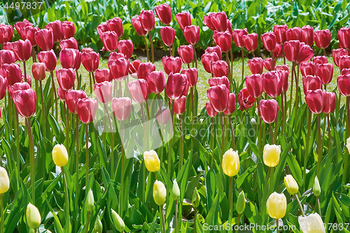 Image of Tulips Flower Bed 