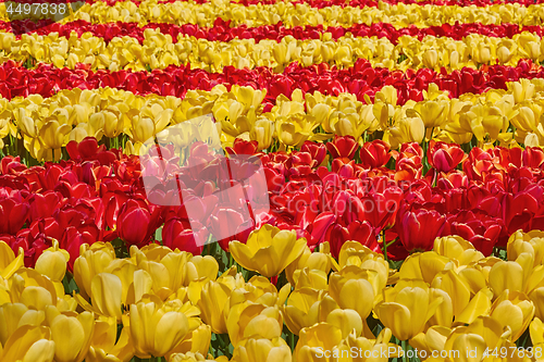 Image of Red and Yellow Tulips