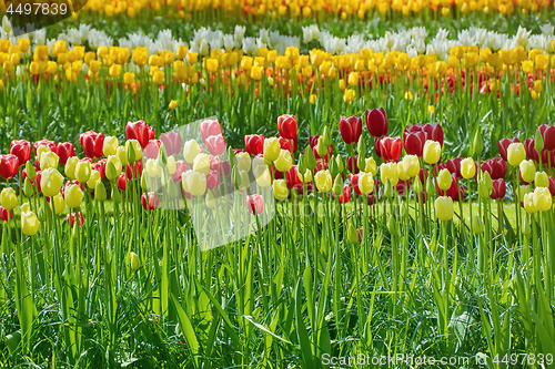 Image of Flower Bed of Tulips