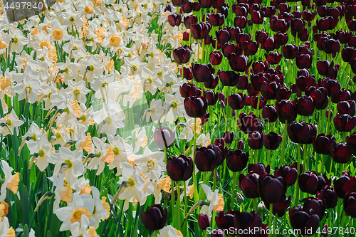 Image of Narcissuses and Tulips