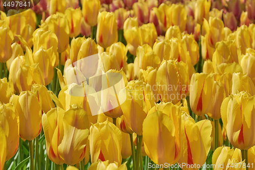 Image of Flower Bed with Yellow Tulips