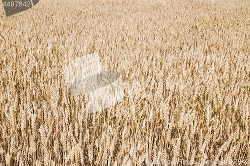 Image of Texture of wheat field