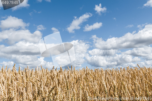 Image of Golden wheat field under blue sky