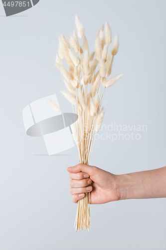 Image of Hand holding a bouquet of grass ears