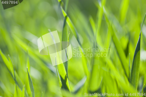 Image of Field of green grass.