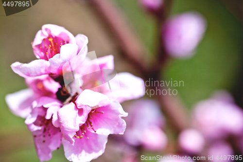 Image of Pink peach flowers.